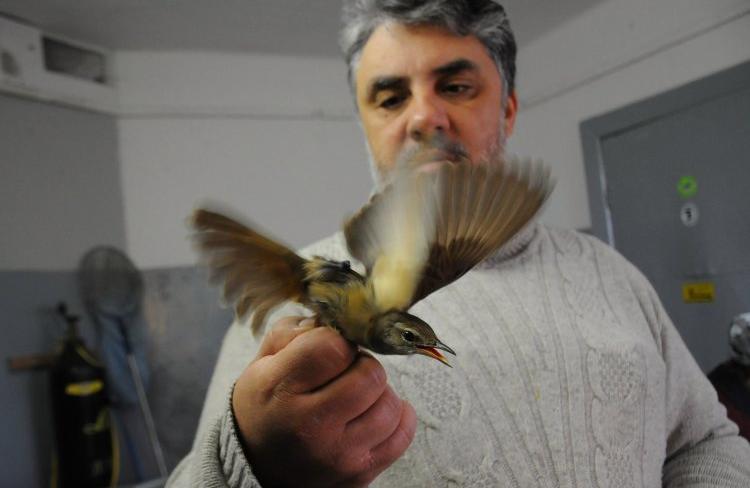 Секреты неба и магнитных полей: в Академии рассказали об изучения миграций животных